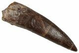 Fossil Plesiosaur (Zarafasaura) Tooth - Morocco #349825-1